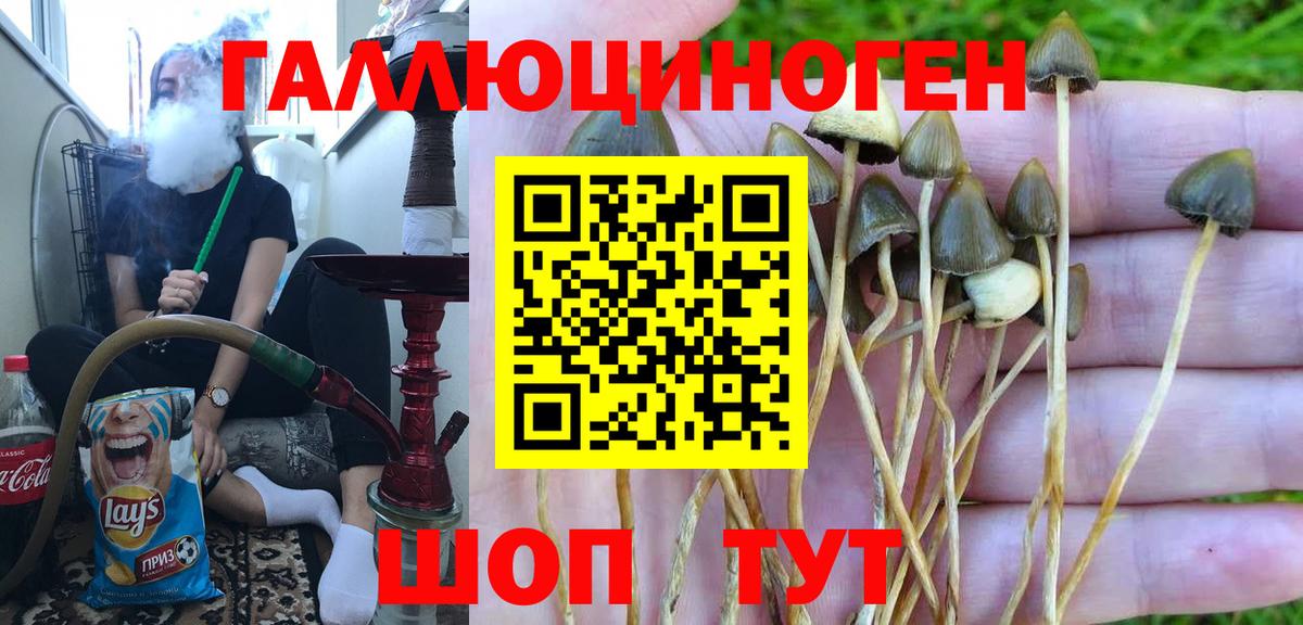 Галлюциногенные грибы Psilocybine cubensis  Балаково  Псилоцибиновые грибы Cubensis 
